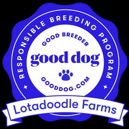 Aussiedoodle Puppies from Lotadoodle Farms