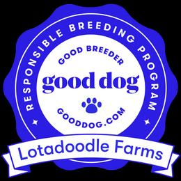 Aussiedoodle Puppies from Lotadoodle Farms