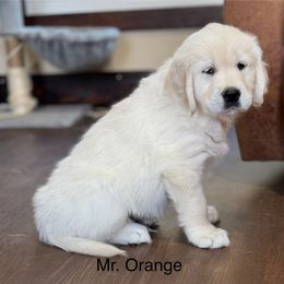 Golden Retriever Puppies from Barron’s Dan River Retrievers