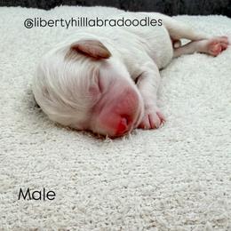 McQueen - Caramel male Australian Labradoodle puppy in Denton, Texas from Liberty Hill Labradoodles