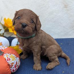 Roosevelt - Red male Cavapoo puppy in Placerville, California from Quartz Mountain Doodles