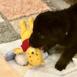 Boy 2 - Black and red male German Shepherd puppy in Rolesville, North Carolina from Ransomshire Shepherds