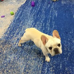 Vince - French Bulldog