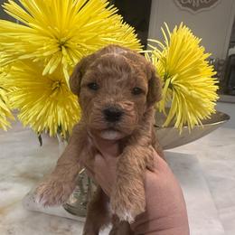 Baby - Red female Cavapoo puppy in Sacramento County, California from Sac-Town Poodles and Doodles
