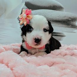 Girl A - Black & white female Miniature Australian Shepherd puppy in Florida from All Champions Mini Aussies & ABW Great Danes