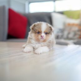 Luxe - Chocolate parti male Pomeranian puppy in Santa Clarita, California from Hollywood Mini Pets