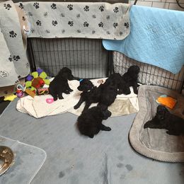 Poodle Puppies from Canterland Farm