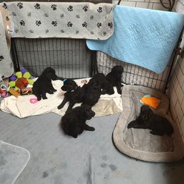 Poodle Puppies from Canterland Farm
