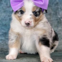 Australian Shepherd Puppies from Miracle Meadows Aussies