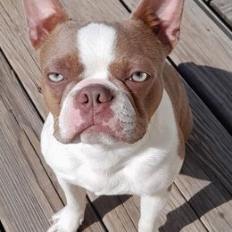 Meaty - Boston Terrier