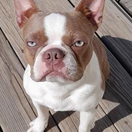 Meaty - Boston Terrier