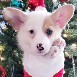 American Corgi and Pembroke Welsh Corgi Puppies from Whimsical Treasure Corgis