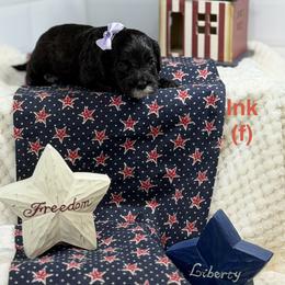 Ink - Black female Australian Labradoodle puppy in Citrus Heights, California from Elite Blend Labradoodles