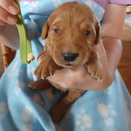 Green - Dark golden male Golden Retriever puppy in Lanesboro, Minnesota from Eagle Ridge Golden Retrievers