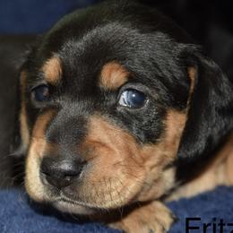 Dachshunds from Weiner Pups