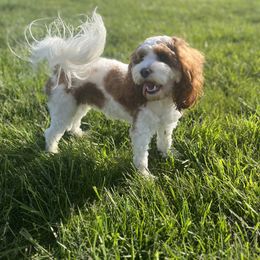 Abby - Cavapoo