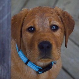 Labrador Retrievers from Shady Run Labradors