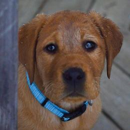 Labrador Retrievers from Shady Run Labradors