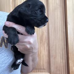 Girl 3 - female Golden Mountain Dog puppy in Wyoming from Great Basin BMD