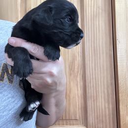Girl 3 - female Golden Mountain Dog puppy in Wyoming from Great Basin BMD