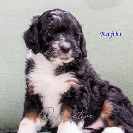 Rafiki - Black tri-color male Aussiedoodle puppy in Kennesaw, Georgia from Distinctive Doodle
