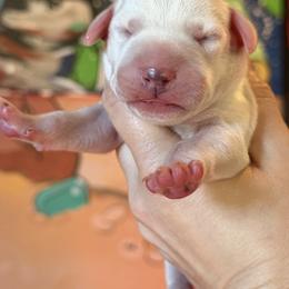 Male 1 - White and black male Dalmatian puppy in Lake Mathews, California from Bully Market