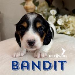 Bandit - AKC - Black and tan male Dachshund puppy in Kemp, Texas from Koli Acres