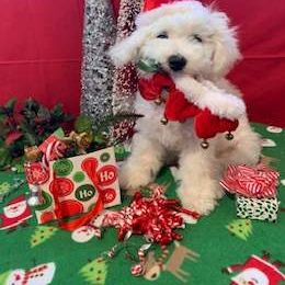 Bichon Frise puppies from Patchwork Bedlington Terriers and Bichon Frise