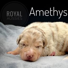 Amethyst - Red merle female Australian Shepherd puppy in Petersburg, Indiana from Royal Aussie’s
