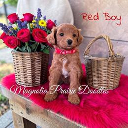 Red Boy - male Cavapoo puppy in Lavon, Texas from Magnolia Prairie Doodles