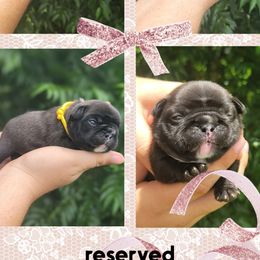 Yellow girl - Brindle female French Bulldog puppy in Polk City, Florida from Best Friend Frenchies, LLC