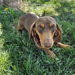 Toby - Dachshund