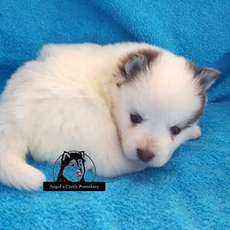 Pomsky Puppies from Angel's Creek Pomskies