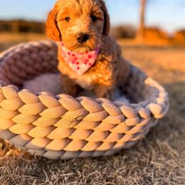 Champagne - Red  female Goldendoodle puppy in Rose Hill, North Carolina from Red Door Canines