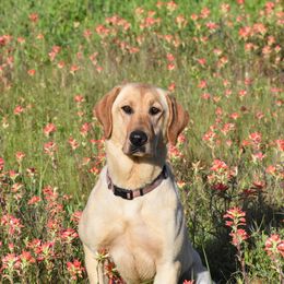Dee - Labrador Retriever