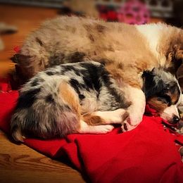 Australian Shepherd Puppies from Amazing Aussie’s