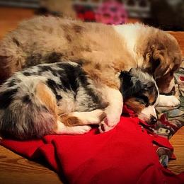 Australian Shepherd Puppies from Amazing Aussie’s