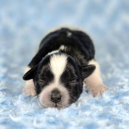 Oroe - Parti male Miniature Schnauzer puppy in Ely, Nevada from Great Basin Miniature Schnauzers