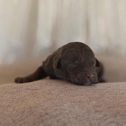 Carhartt - Phantom female Poodle puppy in Hartwell, Georgia from Lake Hartwell Standard Poodles