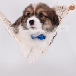 American Corgi and Pembroke Welsh Corgi Puppies from Blacktail Mountain Corgis