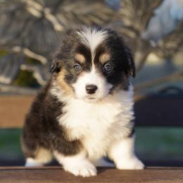 FLUFFY COAT-WAFFLES - Black and tan female Pembroke Welsh Corgi puppy in Berea, Kentucky from SunShine Corgis