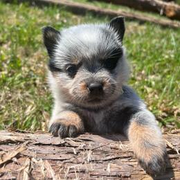 Girl 1 - Blue female Australian Cattle Dog puppy in Irvington, Kentucky from Dry Valley’s Australian Cattle Dogs