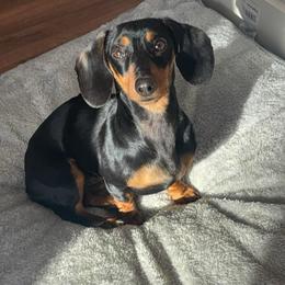 Rosie - Black and tan female Dachshund puppy in White Pine, Tennessee from Rocky Top Weenies