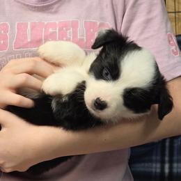 Vivian - Black tri female Toy Australian Shepherd puppy in Leonard, Texas from Tin Roof Aussies
