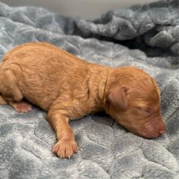 Winifred (Winnie) - Apricot female Poodle puppy in Bakersfield, California from Pedigree Poodles
