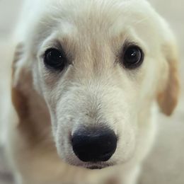Mr. Black - Light golden Golden Retriever puppy in Conroe, Texas from Golden Keys Kennels