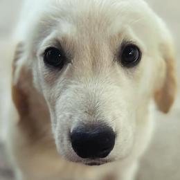 Mr. Black - Light golden Golden Retriever puppy in Conroe, Texas from Golden Keys Kennels