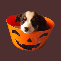 Spot - Black tri male Toy Australian Shepherd puppy in Fort White, Florida from Triple-s-kennel