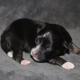 Vinny - Black tri-color male Aussiedoodle puppy in Loretto, Tennessee from K Kountry Farm