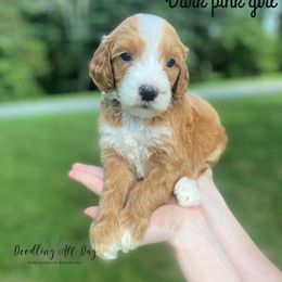 Bernedoodle and Goldendoodle Puppies from Doodling All Day Goldendoodles & Bernedoodles